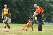 Képzés kutyák és kölykök Moszkva (kutyák Kirovsk) Képzés kutyák és kölykök Moszkvában
