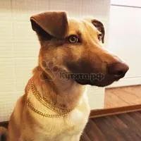 Korcs (vegyes fajta)