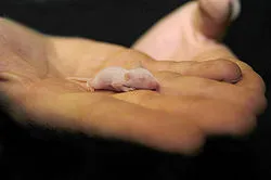 House Mouse - Életmód