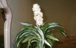Dracaena hogyan trim ág