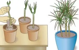 Dracaena hogyan trim ág