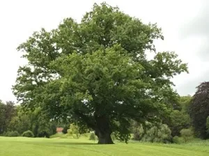 Oak rendes leírás, fotók