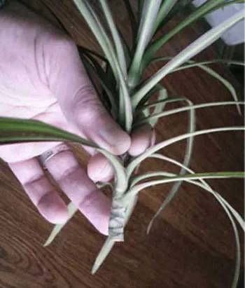 Dracaena reprodukció