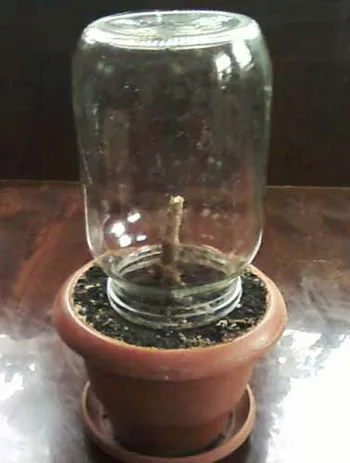 Dracaena reprodukció