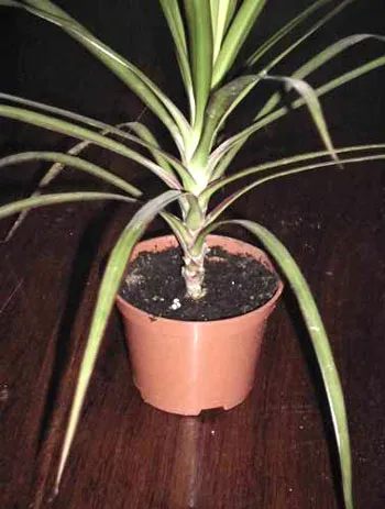 Dracaena reprodukció