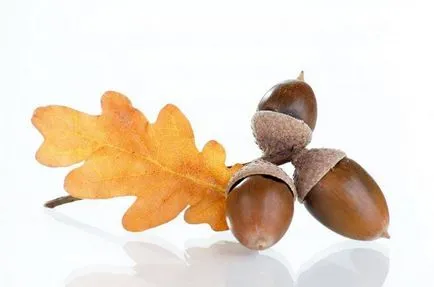Oak - leírása, faj, tölgyfa kérge, hasznos tulajdonságok (kéreg) Oak - leírása, fajok, tölgyfa kérge, hasznos tulajdonságok