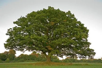 Oak - leírása, faj, tölgyfa kérge, hasznos tulajdonságok (előnyös) Oak - leírása, fajok, tölgyfa kérge, hasznos tulajdonságok