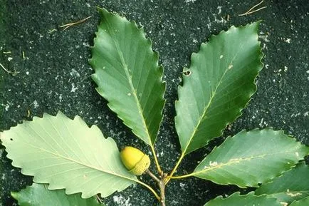 Oak (fa) Leírás