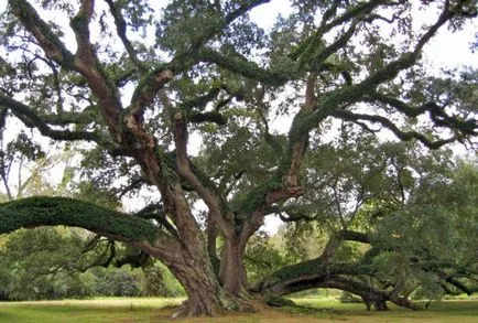 Oak (fa) Leírás