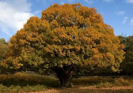 Oak (fa) Leírás