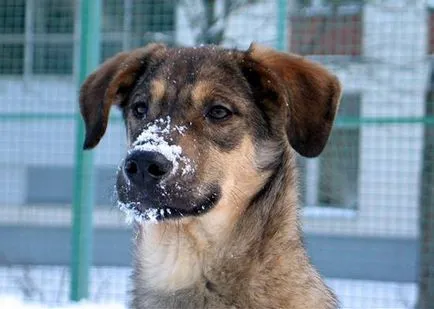 Photo mutts, korcs, korcs karakter, agresszió, védelme, a védelem a minőségi korcsok,