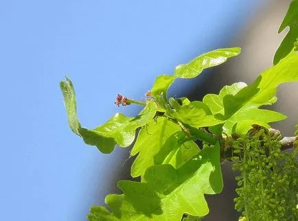 Oak - leírása, faj, tölgyfa kérge, hasznos tulajdonságok (tölgy) Oak - leírása, fajok, tölgyfa kérge, hasznos tulajdonságok