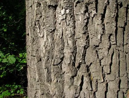 Oak - leírása, faj, tölgyfa kérge, hasznos tulajdonságok (leírás) Oak - leírása, fajok, tölgyfa kérge, hasznos tulajdonságok