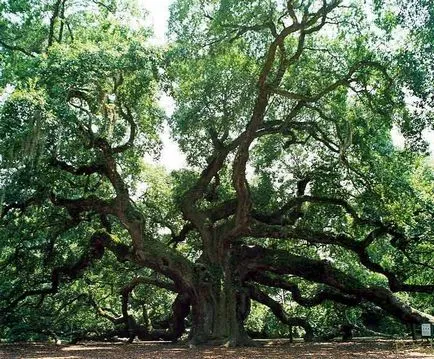 Oak - leírása, faj, tölgyfa kérge, hasznos tulajdonságok (tölgy) Oak - leírása, fajok, tölgyfa kérge, hasznos tulajdonságok