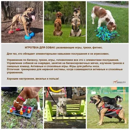 Képzés kutyák és kölykök Moszkva (képzés kutyák. Rottweiler) Képzés kutyák és kölykök Moszkvában