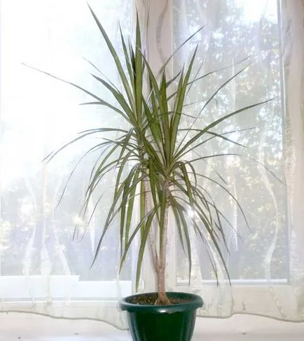 Dracaena reprodukció