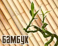Eco-anyagok a bambusz házak (10 fotó) (belső) Eco-anyagok a bambusz házak (10 fotó)