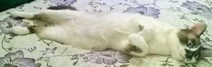 Ez egy kellemetlen érzés, amikor rájössz, hogy a macska akkor manipuliruet1 - Fair Masters - manuális (pet) Ez egy kellemetlen érzés, amikor rájössz, hogy a macska akkor manipuliruet1 - Fair Masters - Hand