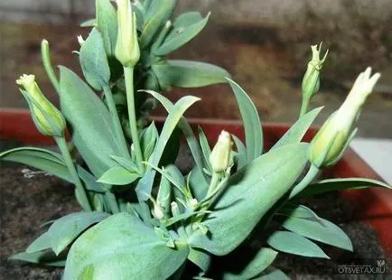 Eustoma évelő ültetési és ápolási Photo