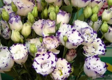 Eustoma évelő ültetési és ápolási Photo