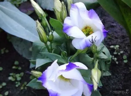 Eustoma évelő ültetési és ápolási Photo