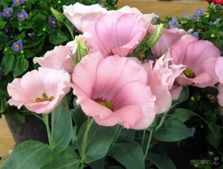 Eustoma évelő ültetési és ápolási Photo