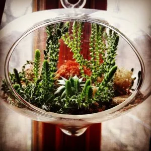 Florarium saját kezét, az álom virágok (florarium) Florarium saját kezét, virágok álom
