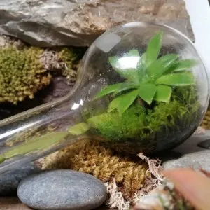 Florarium saját kezét, az álom virágok (florarium) Florarium saját kezét, virágok álom