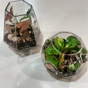 Florarium saját kezét, virágok álom (Create a florariuma) Florarium saját kezét, virágok álom