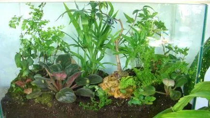 Florarium saját kezűleg mesterkurzus, fotó, növények