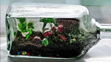Florarium saját kezűleg mesterkurzus, fotó, növények