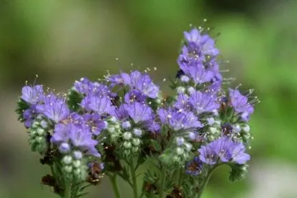 Phacelia zöldtrágya egy leírást és a növények jellemzőit
