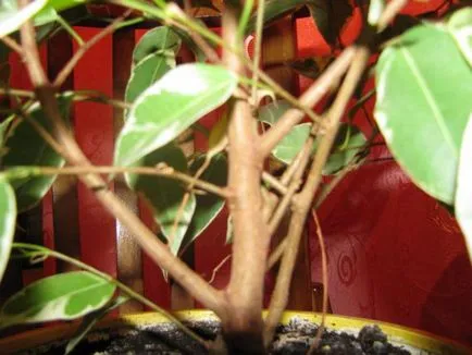 Ficus benjamina transzplantációs ellátás, öntözés, fotók (Benjamin) Ficus benjamina transzplantációs ellátás, öntözés, fotók