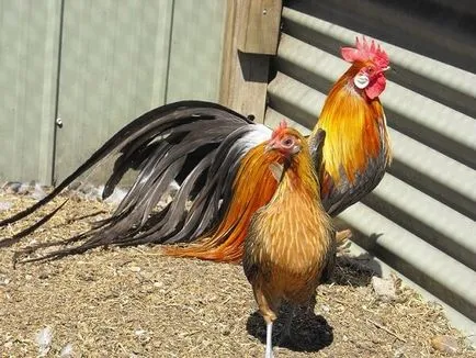 Phoenix fajta csirkék - egy leírást a tartalmat, fotók és videók