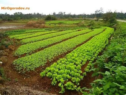 Phacelia mint zöldtrágya javítja a talaj termékenységét, és a gyógyulás
