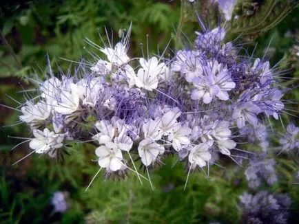 Phacelia zöldtrágya egy leírást és a növények jellemzőit