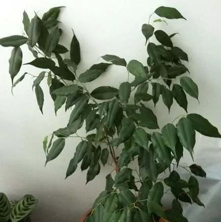 Ficus benjamina transzplantációs ellátás, öntözés, fotók (locsolás) Ficus benjamina transzplantációs ellátás, öntözés, fotók