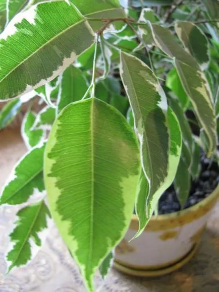 Ficus benjamina transzplantációs ellátás, öntözés, fotók (Benjamin) Ficus benjamina transzplantációs ellátás, öntözés, fotók