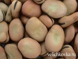 Kitalálni a babot, hogy az értelmezés irányadó értékek, mint kitalálni, 41 szemes