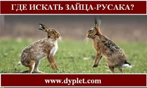 Hol kell keresni a mezei nyulak