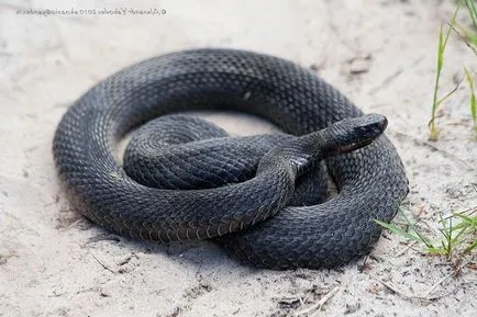 vipera