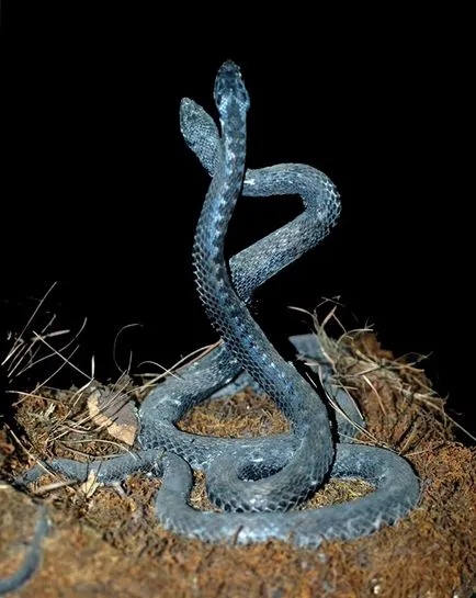 vipera