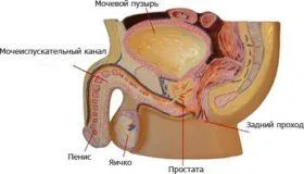 Férfiakban gynecomastia