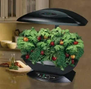 Hydroponics virágok és zöldségek a kezét, egy teljes útmutató kezdőknek