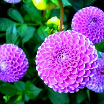 Dahlia ellátás, termesztés, öntözés, ültetés a home (ellátás) Dahlia ellátás, termesztés, öntözés, ültetés otthon