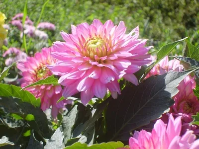 Dahlia ellátás, termesztés, öntözés, ültetés a home (növekvő) Dahlia ellátás, termesztés, öntözés, ültetés otthon