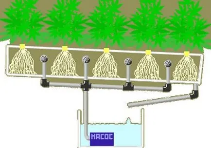Hydroponics virágok és zöldségek a kezét, egy teljes útmutató kezdőknek