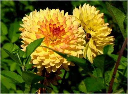 Dahlia ellátás, termesztés, öntözés, ültetés az otthoni (home) Dahlia ellátás, termesztés, öntözés, ültetés otthon