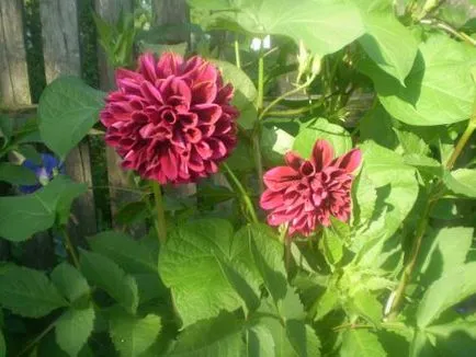 Dahlia ellátás, termesztés, öntözés, ültetés a home (locsolás) Dahlia ellátás, termesztés, öntözés, ültetés otthon
