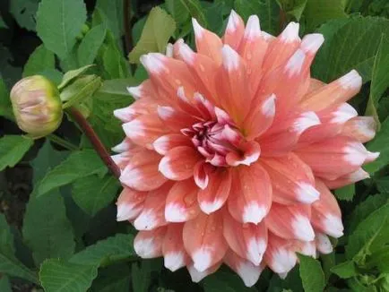 Dahlia ellátás, termesztés, öntözés, ültetés a home (locsolás) Dahlia ellátás, termesztés, öntözés, ültetés otthon